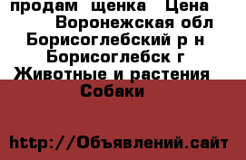 продам  щенка › Цена ­ 7 000 - Воронежская обл., Борисоглебский р-н, Борисоглебск г. Животные и растения » Собаки   